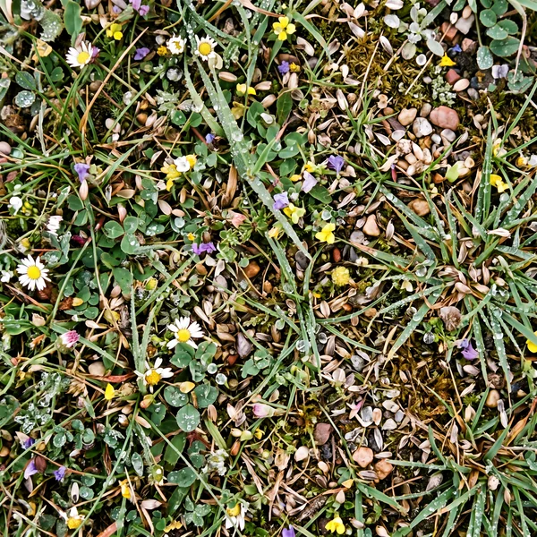 Extreme macro photograph of a dense meadow seen from above: thousands of tiny wildflowers, grass blades, seeds, dew drops and pebbles filling the entire frame edge to edge, every millimetre packed with fine detail, heavy natural film grain, high ISO noise, no empty areas, no sky, no blur.