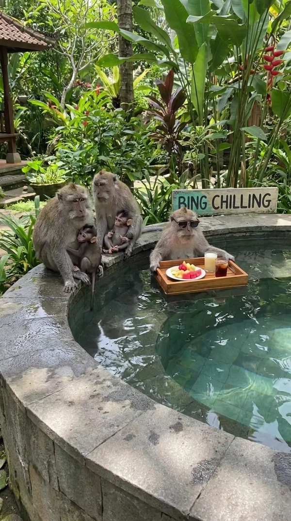 Bingchillingmonkey