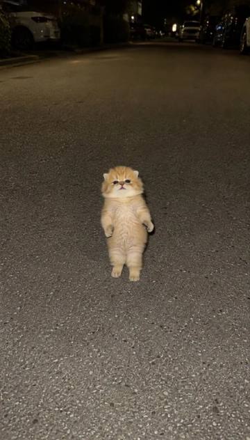 Motion controlled kitten dancing on a night street